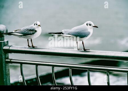 Mouette à côté de l'eau de mer, goélands de mer assis balustrade sur fond d'océan Banque D'Images