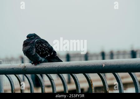 Pigeon à côté de l'eau de mer, goélands de mer assis sur la balustrade sur fond d'océan Banque D'Images