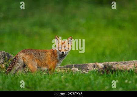 Fox (Vulpes vulpes), tard dans la journée à la recherche de nourriture sur la belle campagne de Roumanie Banque D'Images