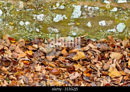 Gros plan d'un tas de feuilles tombées rassemblées contre un vieux mur recouvert de lichen pendant l'automne. Banque D'Images