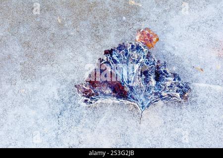 Gros plan d'une feuille tombée gelée solide sous la surface glacée d'une flaque peu profonde pendant l'hiver. Banque D'Images