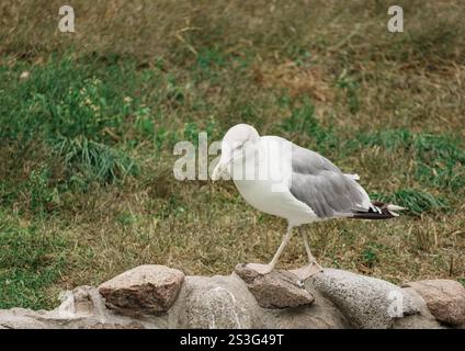 Une mouette adulte seule se dresse sur un mur de pierre bas. Son plumage est majoritairement blanc avec des ailes grises et un bec jaune. L'arrière-plan est flou Banque D'Images