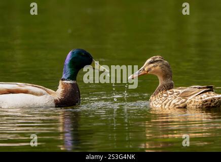 Drake Mallard et Hen Mallard se rencontrent sur le lac Banque D'Images