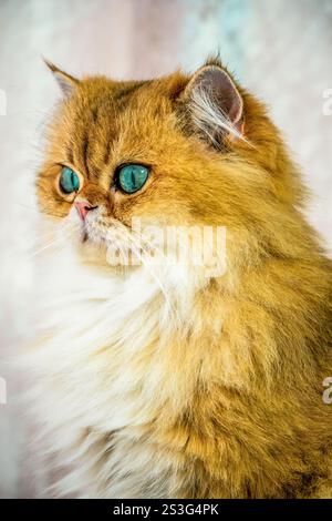 Portrait d'un Longhair britannique Banque D'Images