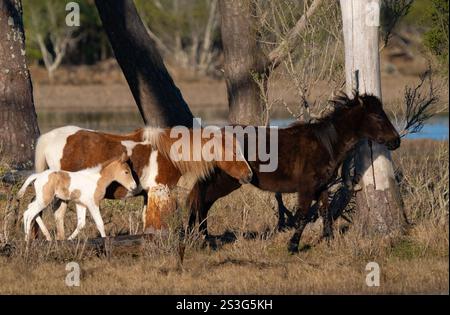 Famille des poneys sauvages Chincoteague (Equus ferus caballus) Banque D'Images