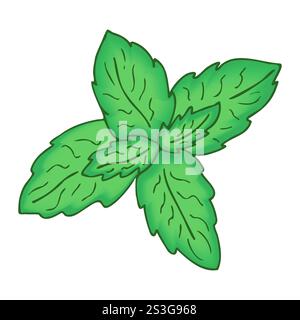 Illustration vectorielle de feuilles de menthe, dessinées à la main dans un style de dessin animé. La couleur verte juteuse des feuilles. Le concept de produits biologiques pour la publicité, logos, impressions. Illustration de Vecteur