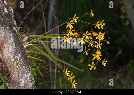 Orchidée papillon, Encyclia tampensis, poussant sur un arbre à l'état sauvage en Floride. Une inflorescence ramifiée de fleurs jaune doré et de feuilles minces. Banque D'Images