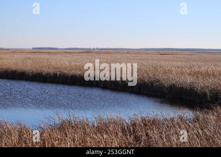 gros plan des roseaux denses et de l'eau libre bleu profond des marais des prairies atterrissent sous un ciel bleu profond en automne Banque D'Images