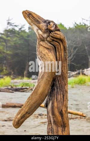 Zoomorphe de bois flotté le long de la rive de l'océan Pacifique dans le parc d'État Cape Disception, État de Washington, États-Unis Banque D'Images