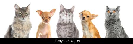 Chats et chiens mignons regardant la caméra sur fond blanc Banque D'Images