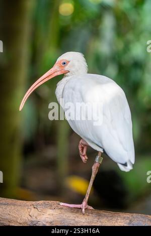 L'ibis blanc américain (Eudocimus albus) est une espèce d'oiseau de la famille ibis, un oiseau de taille moyenne avec un plumage blanc global Banque D'Images