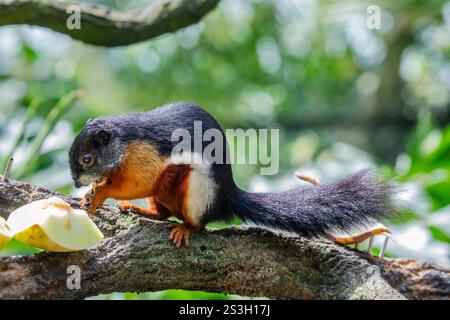 L'écureuil tricolore asiatique mange des fruits. C'est une espèce de rongeur de la famille des Sciuridae que l'on trouve dans la forêt de la péninsule thaïlandaise malaise, Sumatra Banque D'Images