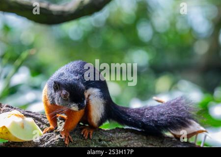 L'écureuil tricolore asiatique mange des fruits. C'est une espèce de rongeur de la famille des Sciuridae que l'on trouve dans la forêt de la péninsule thaïlandaise malaise, Sumatra Banque D'Images