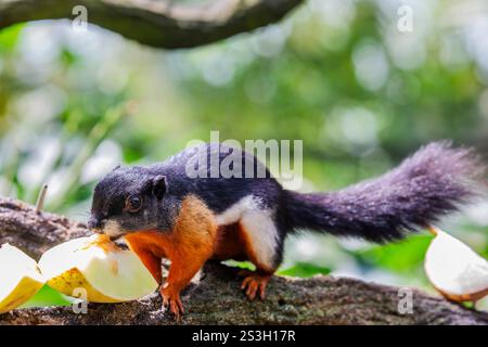 L'écureuil tricolore asiatique mange des fruits. C'est une espèce de rongeur de la famille des Sciuridae que l'on trouve dans la forêt de la péninsule thaïlandaise malaise, Sumatra Banque D'Images
