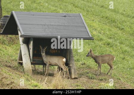Chevreuils (Capreolus capreolus) chevreuils, fauve et fauve à l'alimentation hivernale dans les champs, basse-Autriche, Autriche, basse-Autriche, Autriche, euro Banque D'Images