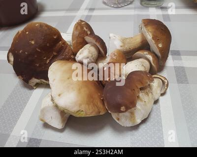 Champignons porcini (Boletus edulis) sur la table de la cuisine, prêts à être préparés, Allgaeu, Bavière, Allemagne, Allgaeu, Bavière, Allemagne, Europe Banque D'Images