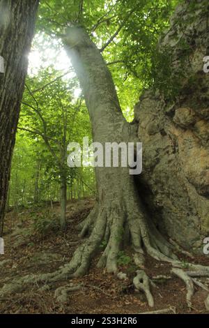 Virginie, États-Unis. Tissu d'un grand hêtre se connectant à un rocher dans sa proximité, Banque D'Images