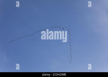 Formation en V d'oiseaux migrateurs, oies volant vers leurs aires d'hivernage, Saxe, Allemagne, Europe Banque D'Images