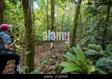 Touristes randonnant sur un sentier à travers la forêt tropicale humide, parc national du Corcovado, Osa, province de Puntarena, Costa Rica, Amérique centrale Banque D'Images
