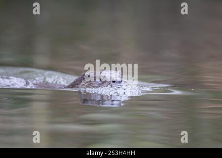 Loutre eurasienne (Lutra lutra) animal adulte nageant dans une rivière, Angleterre, Royaume-Uni, Europe Banque D'Images