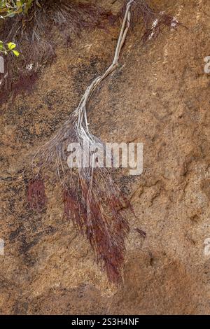 Branche morte couchée sur un rocher, Namibie, Afrique Banque D'Images