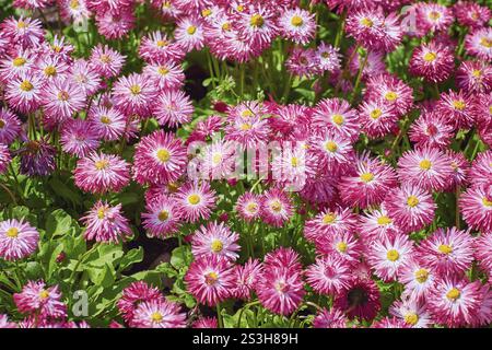 Bellis Perennis Habanera Blanc avec des pointes rouges Balchik, Varna, Bulgarie, Europe Banque D'Images