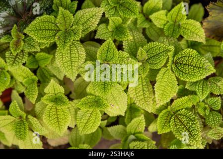 Gros plan de plants de mollis Pilea vert vif avec des feuilles texturées et ridées. Détail botanique du feuillage tropical. Vue de dessus avec éclairage naturel doux Banque D'Images
