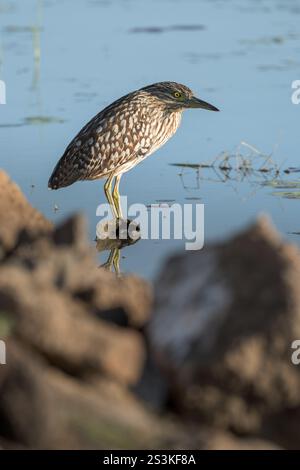 Un héron de nuit juvénile (rufous) perché est perché sur une zone de chasse préférée sur un billabong en fin d'après-midi alors que le soleil se couche. Banque D'Images