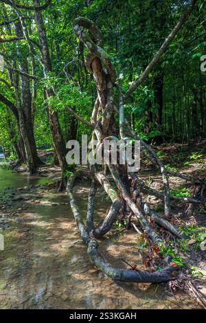 Une vigne parasite mène l'œil du spectateur le long de Freshwater Creek, qui s'étend de Lambs Range à travers la forêt tropicale sereine de la Redlynch Valley. Banque D'Images