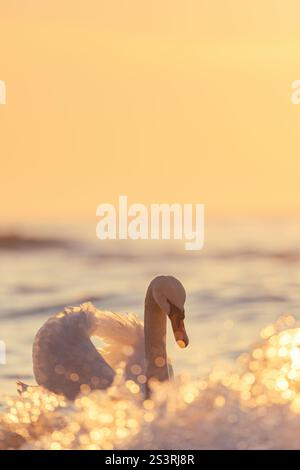 Portrait de cygne blanc dans la mer, prise de vue au lever du soleil, photo verticale Banque D'Images