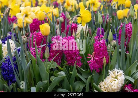 L'abondance de couleurs et de senteurs de diverses espèces de fleurs fleurissant dans le jardin de printemps Banque D'Images