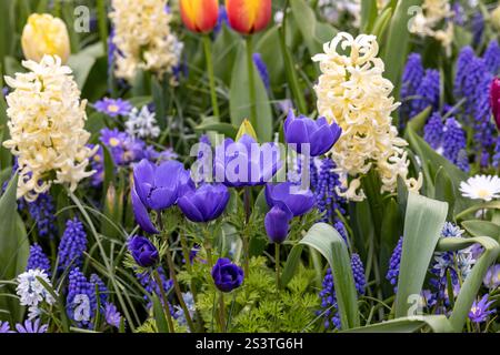 L'abondance de couleurs et de senteurs de diverses espèces de fleurs fleurissant dans le jardin de printemps Banque D'Images