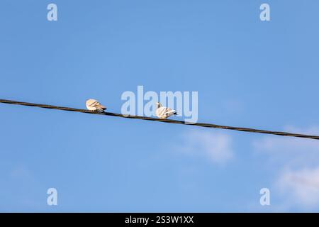 Deux pigeons perchés sur une ligne électrique contre un ciel bleu clair dans un quartier résidentiel Banque D'Images