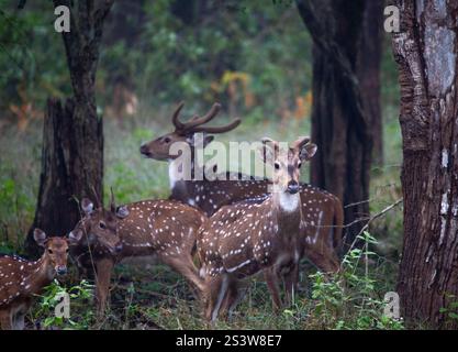 Gros plan d'un groupe de cerfs repérés avec un seul cerf pris dans une forêt Banque D'Images