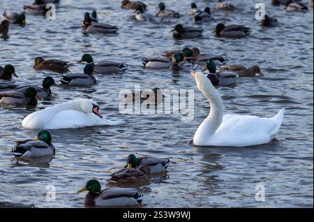 Muet Swan en hiver Banque D'Images