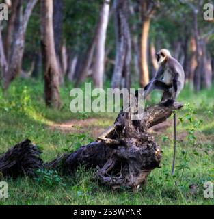 Gros plan d'un langur gris assis sur une branche comme le patron de la jungle Banque D'Images