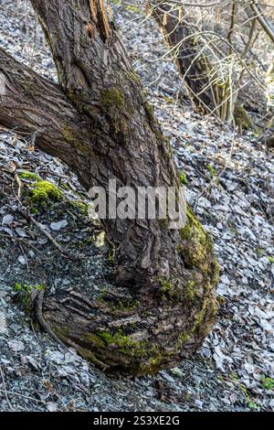 Un arbre unique avec un tronc torsadé présente une texture robuste, entouré d'un sol rocheux et d'une végétation clairsemée. La lumière du soleil filtre doucement à travers le soutien-gorge Banque D'Images