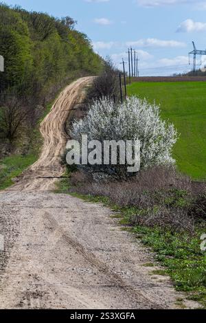 Un chemin de terre sinueux serpente à travers une verdure vibrante, bordée d'arbustes en fleurs et de lignes électriques lointaines contre un ciel bleu clair. La nature s'épanouit Banque D'Images