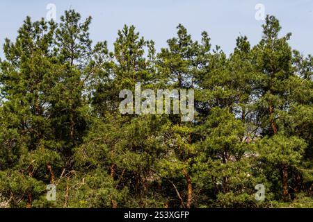 Les pins hauts et vibrants créent un couvert forestier dense, qui s'étend vers le ciel bleu clair pendant une journée ensoleillée. La lumière du soleil filtre à travers le feuillage. Banque D'Images