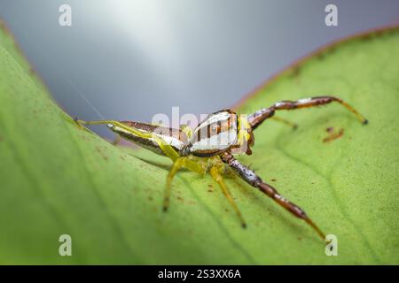 Macro photographie d'une araignée sautante colorée assise sur une feuille verte vibrante, mettant en valeur ses motifs complexes et ses caractéristiques délicates Banque D'Images