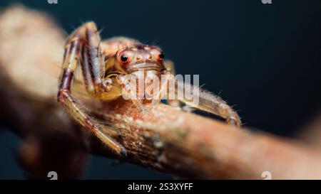 Portrait macro extrême d'une araignée sautant assise sur une branche, mettant en valeur ses détails complexes et ses couleurs éclatantes Banque D'Images