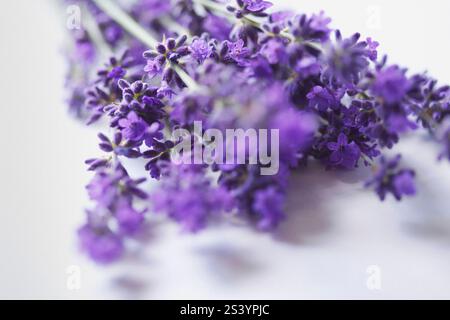 Ensemble de fleurs de lavande - vue rapprochée Banque D'Images