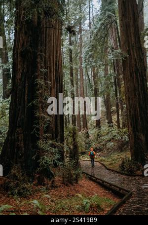 Femme marche près de grands séquoias sous la pluie, Muir Woods Banque D'Images