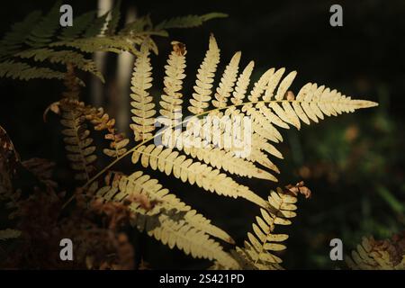 Fougère dans la forêt. Lumière sur une plante. Détails de la nature. Un fourré de fougères. Banque D'Images
