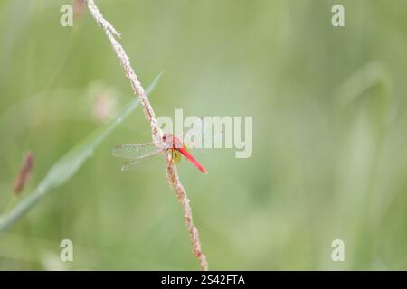 Scarlet Percher Red Dragonfly reposant sur des ailes d'herbe au minimum Banque D'Images