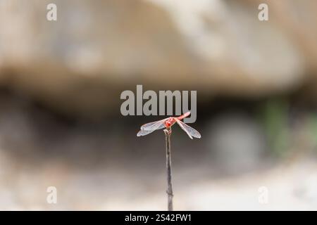 Red Scarlet Dragonfly devant sur macro gros plan sur le bâton Banque D'Images