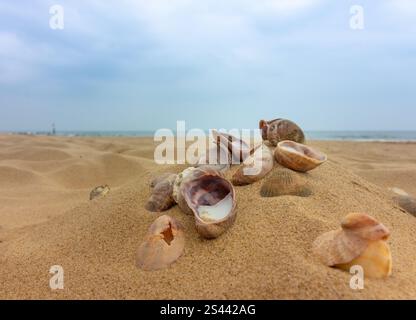 Coquillages dans un lot sur une plage de sable. Des nuages épais peuvent être vus à l'horizon et sur la mer Banque D'Images
