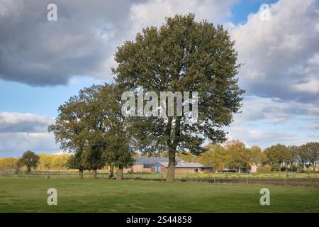 Début de l'automne : une scène rurale paisible près de Wijster, Drenthe, avec des champs verts, de grands arbres et une ferme sous un ciel partiellement nuageux. Banque D'Images