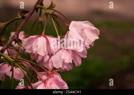 Gros plan de délicates fleurs de sakura en pleine floraison, mettant en valeur leurs pétales roses doux et leurs détails complexes Banque D'Images