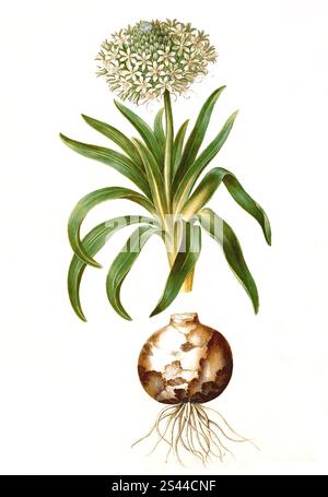 Squill péruvienne, Scilla peruviana, scilla géante, historique, restaurée numériquement reproduction d'un original du XIXe siècle, Peruanischer Blaustern, scilla géante , Historisch, digital restaurierte reproduction von einer Vorlage aus dem 19. Jahrhundert Banque D'Images